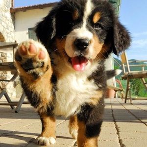 Meet your Posher, Ana